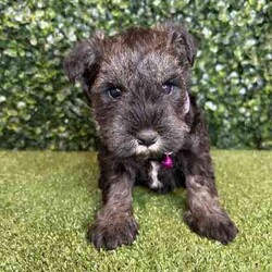 Adopt a dog:1 x Purebred Mini Schnauzer (Free Delivery to Sydney)/Schnauzer (Miniature)/Female/Younger Than Six Months,1 x beautiful FEMALE purebred Mini Schnauzer puppy available to a loving home. Available from the 3rd July and we can deliver them to Sydney on this date and again on the 15th August.Puppies come :- With first round of vaccinations & microchip- Vet check report- 6 weeks free pet insurance- Not desexed- Wormed every 2 weeksThe puppies have been raised indoors and outdoors, and around children and other puppies. Puppies will be low to non shedding and similar in size to a mini cavoodle/spoodle.The father is a purebred salt & pepper mini schnauzer who weighs 9kg, the mother an 9.5kg salt & pepper Mini Schnauzer. We own both parents and i can send photos of parents on request.Once our puppies leave, we:- Would love to see updates!- Offer a rehoming policy- Offer a 12 month health guarantee- Have a Facebook page you can stay in touch or see other puppies we have bred- Offer support and are free to talk at any time throughout your puppies lifeWe are located in Nyngan NSW, can get to Dubbo at any stage. Road transport is usually organised from Dubbo. There will be free transport to Sydney with one of our staff members, with a chosen meeting location and time. Happy to arrange other freight at buyers expenseFull members of AAPDB: 16947BIN: B000738270We have a website & Facebook page Country Canine Co. Please look on our Facebook group Country Canine Co. Families for photos of the previous litter as adults.