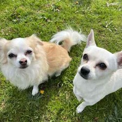 Pure breed chihuahua /Chihuahua (Long Coat)/Female/Younger Than Six Months,Pure Breed Chihuahua puppy1 Female - white long coatMum is white long coatDad is long coat white/ tanPuppies where born on the 19th of April and is ready to goPuppy will be vet checked microchipped and wormedContact Daphne on ******5831 REVEAL_DETAILS 