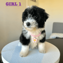 Exquisite Miniature Bordoodle Puppies/Border Collie/Both/Younger Than Six Months,Our Mini Bordoodle puppies are now available!Girl 1- SOLDBoy 1- SOLDBoy 2- AVAILABLENaturally intelligent with a soft side, these dogs are a consistently popular family pet. They'll offer a warm greeting to whoever they meet, rarely showing aggression, hypoallergenic and non shedding breedAll the puppies from our litter have had their first vaccination, been microchipped, vet checked & we deworm the puppies every fortnight ✓The Mum is a 1st generation Mini Bordoodle and weighs approx 9kgs & Dad is a Purebred Border Collie who weighs 15kgs, both parents are extremely healthy and have amazing personalitiesWe provide a 2 month free pet insurance to all new owners including an essential puppy pack for your new furry friend!Our home is located 20 minutes from Perth CBD, and viewings are available from the 22nd of JuneNOTE, these puppies are Mini sized Bordoodles so they will grow to around 9-14kgs, 35-40cm tall or under.For home viewings or if you have any further enquiries feel free to message me, your kids are also welcomed to come to the viewings :) 