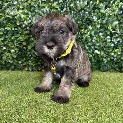 Adopt a dog:1 x Purebred Mini Schnauzer (Free Delivery to Sydney)/Schnauzer (Miniature)/Female/Younger Than Six Months,1 x beautiful FEMALE purebred Mini Schnauzer puppy available to a loving home. Available from the 3rd July and we can deliver them to Sydney on this date and again on the 15th August.Puppies come :- With first round of vaccinations & microchip- Vet check report- 6 weeks free pet insurance- Not desexed- Wormed every 2 weeksThe puppies have been raised indoors and outdoors, and around children and other puppies. Puppies will be low to non shedding and similar in size to a mini cavoodle/spoodle.The father is a purebred salt & pepper mini schnauzer who weighs 9kg, the mother an 9.5kg salt & pepper Mini Schnauzer. We own both parents and i can send photos of parents on request.Once our puppies leave, we:- Would love to see updates!- Offer a rehoming policy- Offer a 12 month health guarantee- Have a Facebook page you can stay in touch or see other puppies we have bred- Offer support and are free to talk at any time throughout your puppies lifeWe are located in Nyngan NSW, can get to Dubbo at any stage. Road transport is usually organised from Dubbo. There will be free transport to Sydney with one of our staff members, with a chosen meeting location and time. Happy to arrange other freight at buyers expenseFull members of AAPDB: 16947BIN: B000738270We have a website & Facebook page Country Canine Co. Please look on our Facebook group Country Canine Co. Families for photos of the previous litter as adults.