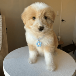 Exquisite Miniature Bordoodle Puppies/Border Collie/Both/Younger Than Six Months,Our Mini Bordoodle puppies are now available!Girl 1- SOLDBoy 1- SOLDBoy 2- AVAILABLENaturally intelligent with a soft side, these dogs are a consistently popular family pet. They'll offer a warm greeting to whoever they meet, rarely showing aggression, hypoallergenic and non shedding breedAll the puppies from our litter have had their first vaccination, been microchipped, vet checked & we deworm the puppies every fortnight ✓The Mum is a 1st generation Mini Bordoodle and weighs approx 9kgs & Dad is a Purebred Border Collie who weighs 15kgs, both parents are extremely healthy and have amazing personalitiesWe provide a 2 month free pet insurance to all new owners including an essential puppy pack for your new furry friend!Our home is located 20 minutes from Perth CBD, and viewings are available from the 22nd of JuneNOTE, these puppies are Mini sized Bordoodles so they will grow to around 9-14kgs, 35-40cm tall or under.For home viewings or if you have any further enquiries feel free to message me, your kids are also welcomed to come to the viewings :) 