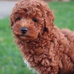 Mini/Toy Red Poodle Puppy/Poodle (Miniature)/Male/Younger Than Six Months,If you are serious about a dog we are only a phone call away. We are happy to answer all questions.Please note we are verified breeders with the Responsible Pet Breeders Association 15369 and we are registered with Services NSW on the NSW Pet Register B000616501We have one dark red mini/toy poodles born 26th April 2024. He is 100% poodle and parents have pedigree papers.A calm and jolly little boy who has lots of love to give his new owner. He is 80% toilet trainedHe is confident, happy, strong, good eater, solid and healthy with a clear veterinary health certificate.The sire, a toy poodle weighs 4.5 kg and the mum, a miniature poodle weighs 6.5 kg.Both parents have clear Orivet full breed DNA profiles which we can show you. Both parents are very healthy little dogs.Poodles are low shedding but do require regular grooming. We groom our own dogs. This not only saves money but also keeps our dog looking and feeling great.This little delight needs to live indoors with his human family and will enjoy outside strolls and adventures. He has received early neurological stimulation and early scent introduction along with early toilet training.We live near Singleton NSW and often visit family in Maroubra so we are able to assist with transportation to that area.