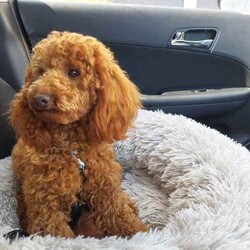 Mini/Toy Red Poodle Puppy/Poodle (Miniature)/Male/Younger Than Six Months,If you are serious about a dog we are only a phone call away. We are happy to answer all questions.Please note we are verified breeders with the Responsible Pet Breeders Association 15369 and we are registered with Services NSW on the NSW Pet Register B000616501We have one dark red mini/toy poodles born 26th April 2024. He is 100% poodle and parents have pedigree papers.A calm and jolly little boy who has lots of love to give his new owner. He is 80% toilet trainedHe is confident, happy, strong, good eater, solid and healthy with a clear veterinary health certificate.The sire, a toy poodle weighs 4.5 kg and the mum, a miniature poodle weighs 6.5 kg.Both parents have clear Orivet full breed DNA profiles which we can show you. Both parents are very healthy little dogs.Poodles are low shedding but do require regular grooming. We groom our own dogs. This not only saves money but also keeps our dog looking and feeling great.This little delight needs to live indoors with his human family and will enjoy outside strolls and adventures. He has received early neurological stimulation and early scent introduction along with early toilet training.We live near Singleton NSW and often visit family in Maroubra so we are able to assist with transportation to that area.