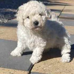 Bichoodle pups bishon x toy poodle fluffy and cute /Poodle (Miniature)/Male/Younger Than Six Months,Bichoodle pups white cream male and black female will come first vaccination and microchip adorable pups non shedding wormed every 2 weeks,mum is bishon and dad is grey silver toy poodle ph ******0818 for more info located in Hervey Bay REVEAL_DETAILS 