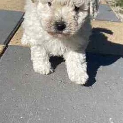 Bichoodle pups bishon x toy poodle fluffy and cute /Poodle (Miniature)/Male/Younger Than Six Months,Bichoodle pups white cream male and black female will come first vaccination and microchip adorable pups non shedding wormed every 2 weeks,mum is bishon and dad is grey silver toy poodle ph ******0818 for more info located in Hervey Bay REVEAL_DETAILS 