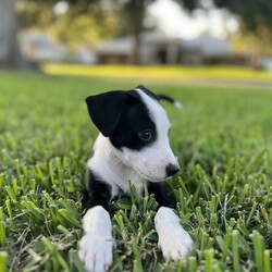 Adopt a dog:Anash/Terrier/Female/Baby,Anash is a super sweet 3-4 month old puppy. She is dog, cat, and kid approved and has so much love to give!

She can't wait to meet her furever home!