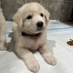 Adopt a dog:Simon (PA)/Great Pyrenees/Male/Baby,Handsome Simon is very sweet and easy going! His foster mom says he is very gentle and sweet but playful. He has the most stunning cream coat. He's a Great Pyr mix and we think he will be around 65lbs when he is fully grown.

Simon was born around mid-May and will be ready to go home mid-July!

He is being fostered in Fulshear TX but we can have him brought to PA on rescue transport (once adopted) which brings dogs up twice a month.

His adoption fee is $395 plus $30 for a health certificate and $220 for transport. He must be neutered when he is between 6-12 months old - Twilight Tails will give you a rebate of $100 once done.

Please complete the application on this link:
https://forms.gle/iCDkiVT5FwJYhezn8

Or email ular.sandra@gmail.com for an application.

Once your application is approved, we can arrange a FaceTime session for you to meet him.