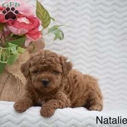 Natalie/Miniature Poodle									Puppy/Female	/April 27th, 2024,This cute little girl is looking for her forever home and some loving people to take care of her. She is very loving, Playful, and loves attention. She comes with a one-month health guarantee and vet papers that prove that she has been vet checked. If she looks like one that you could have a lot of fun with give us a call and we will answer any questions you have about her!