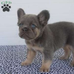 George/French Bulldog									Puppy/Male	/8 Weeks,Hey There, My name is George! I am a very cute Lilac colored male AKC Fluffy French Bulldog puppy! I was born on May 3rd, 2024. I am such a sweet little boy! I am looking for my new family, could that be with you? If you choose me I will come home to you vet checked, microchipped, AKC Registered and I will also come with a health guarantee. Both of my parents have also been DNA Tested. If you think that I would make the perfect little addition to your family, then please call or text to find out more information about me! I am located in Fresno, Ohio! 