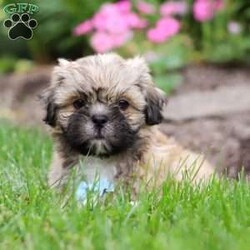 Teddy/Lhasa Apso									Puppy/Male	/9 Weeks,Introducing Teddy, the sweetest Lhasa Apsos boy with the most DARLING face! Who can say no to those eyes? 