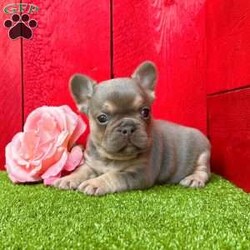 Kalli/French Bulldog									Puppy/Female	/9 Weeks,Kalli is a super cute little lilac tan Akc registered frenchy puppy! Great quality! Listed at pet price contact us for price with full rights! Up to date with all shots and dewormings will come with a health guarantee! Family raised and well socialized! Ground delivery is available right to your door! Contact us today to get your new family member!