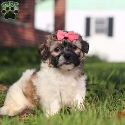 Casey/Teddy Bear									Puppy/Female	/8 Weeks,Meet Casey, the epitome of charm and cuteness in the form of an Shichon puppy! She is a delightful blend of energy, intelligence, and affection, ready to prance into your heart and home. Her expressive eyes convey the joy and warmth she brings to every interaction. Raised with love and care, she is the perfect fit for families and individuals alike, ready to prance into your heart and home with a lineage that exemplifies excellence. With her fluffy soft coat she transforms into a perfect little snuggle buddy. Highly intelligent and she quickly picks up on new thing this makes her easy to train. 