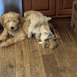 Adopt a dog:Tennessee Rosie/Golden Retriever/Female/Baby,This adorable girl is from an accidental litter born 2-22 to a Golden Retriever mom and a Poodle dad when the owner thought they were too old and too young to breed. 
The 