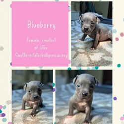 Adopt a dog:Blueberry/Pit Bull Terrier/Female/Baby,Mama Pebbles puppies are accepting pre-adoption applications for review! Apply online at https://www.southernstatesbullyrescue.org/blank

•All puppies will be spay/neutered prior to adoption 
•Adopters should be ready to implement proper training and socialization to new addition. 
•They are puppies so they are NOT potty trained.