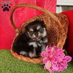 Grace/Pomeranian									Puppy/Female	/8 Weeks,  Grace is a perfect little Black and Tan purebred Akc registered Pomeranian puppy! Great quality teddy bear face and thick coat! Family raised and well socialized! Up to date with all shots and dewormings! Comes with a health guarantee! Has been microchipped! Delivery available! Contact us today to get your new family member!