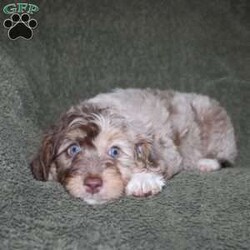 Tiara/Mini Aussiedoodle									Puppy/Female	/9 Weeks,Do you need a lovable puppy who will steal the hearts of all who see her? This Mini Aussiedoodle puppy is every bit as beautiful as she is sweet! Each puppy comes up to date on shots and dewormer and is vet checked! We offer a 1 Year Genetic Health Guarantee as well! If you are seeking a healthy pup who is from genetically tested parents contact us today!