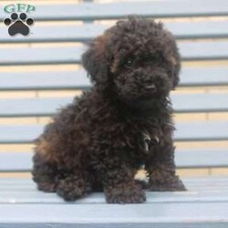 Lilly/Miniature Poodle									Puppy/Female	/10 Weeks,Hey There, My name is Lilly! I am a very beautiful female Mini Poodle puppy! I was born on April 20th, 2024. I am such a sweet and playful little girl! I’m looking for my new family, could that be with you? If you think that I would make the perfect little addition to your family, then please call or text to find out more information about me!