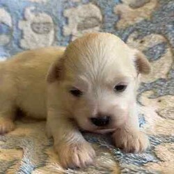 Maltese x Shih-Tzu puppy/Maltese Shih Tzu/Male/Younger Than Six Months,Maltese x Shih-Tzu puppy!!!1 white sweet little boy $1500. Beautiful white colour and sweet little personality. Born 5th of June ( 4 weeks old). Both mummy and daddy of this beautiful boy are my fur babies and are affectionate little lapdogs who love cuddles. Prior to going his forever home he will be fully vaccinated, wormed, microchiped and vet checked.BIN0012903180133Pm me for more details