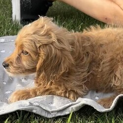 Adopt a dog:ALiberty/Cockapoo/Male/Baby,MEET LIBERTY!  HE IS A SUPER SWEET COCKAPOO PUPPY!  He is 10weeks old and really a great little dog!  He plays well with all the dogs and has all the shots (bordatella, distemper) and wormer he is suppose to have to date!  He is already microchipped and In a couple of weeks he will need to be returned to be neutered, get his last distemper and rabies shot.  He will NOT last!  Apply immediately as we want them in adoptive homes right away.

ADOPTION  links: please don’t do on a mobile device!  Must be completed on a computer/ipad

https://www.adore-a-bullie.org/adopt-a-dog