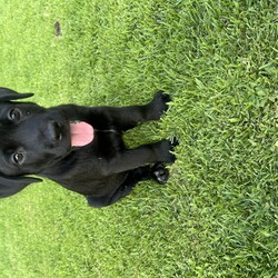 Adopt a dog:Seamus/Labrador Retriever/Male/Baby,Seamus!! One of our Adorable lab / cane corso pups ! These babies will be big since they we like 16 lbs at 8 weeks old ! They will be ready mid July!! Very sweet and well socialized with kids, cats and dogs too! If you love big loving sweet pups / dogs one of this litter is for you! To apply please visit www.straynetwork.org