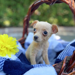 Adopt a dog:Eggnog/Chihuahua/Female/Baby,Hi there, we are a 7-pack of tiny Chihuahua mix puppies born on 4/19/24, to a little 10 lb Chihuahua mix named Meadow. She was dumped with a group of many little Chihuahuas, all left in a muddy field on the outskirts of San Antonio Texas. Thankfully someone heard their yelps for help and posted on social media and several rescues saved everyone. Meadow was already expecting and living in a foster home when we were born, so we have had very nice care and are now ready to be adopted!

My name is Eggnog, I’m a girl, and I am the tiniest puppy in the litter, weighing in at only 2.1 lbs. I love to be held and give kisses, and just like a little parrot, my favorite perch is right on top of my foster mom's shoulder. I'm happy and playful but mostly want to be cuddled. My foster mom says I am a major lovebug! I get along great with all humans, dogs, and a kitty cat who lives with me. I’m looking forward to life on the East Coast and ready to meet whoever adopts me!

LOOKING FOR AN APPLICATION? Click on the 