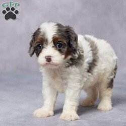 Ike/Cavapoo									Puppy/Male	/6 Weeks,AKC registered / Genetically tested Parents – Happy and healthy – F1 Cavapoo – Up to date on and deworming – Microchipped – 6 month health/1 year genetic guarantees(1yr/2yr if you remain on recommended food)- Full vet examination Call/text/email to schedule a time to come out and visit. We can ship to you, or can meet you at our airport. We can also meet in between if a reasonable distance.