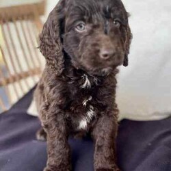Both Spoodle is available for adoption Both Spoodle is available for adoption