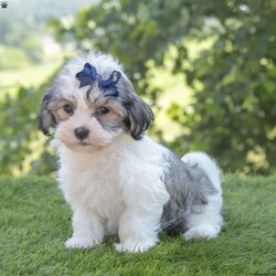 Scarlett/Havanese									Puppy/Female	/8 Weeks,I hope your day is going well,  I’m Scarlett, a beautiful Havanese and i would love to make your day even better! I am very happy, playful and very well socialized! I would love to fill your home with all of my puppy love! I have been vet checked, microchipped and I am up to date on vaccinations and dewormings and will come with a one year genetic health guarantee. Call or text anytime to make me the newest addition to your family and get ready to spend a lifetime of tail wagging fun!