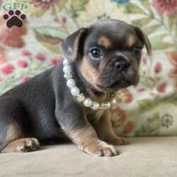 Nala/French Bulldog									Puppy/Female	/7 Weeks,Come and meet Nala! She is the sweetest baby that has eyes that look deep into your soul. So smart and sweet awaiting her new family. 