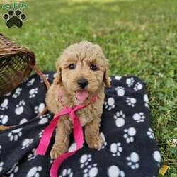 Katie/Mini Goldendoodle									Puppy/Female	/7 Weeks,To contact the breeder about this puppy, click on the “View Breeder Info” tab above.