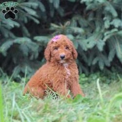 Rachelle/Mini Goldendoodle									Puppy/Female	/May 11th, 2024,Hi, I’m Rachelle, the cutest Mini Goldendoodle puppy with so much love for you! I’ve got the sweetest little face and personality to match. You won’t be able to resist snuggling with me and will love it when I give you cuddles. You’ll be amazed at how eager to please I am. Won’t you give me a lifetime of happiness? Reserve me today to be your fur-ever friend! I come with a 3 year health guarantee, up to date on vaccinations and microchipped.