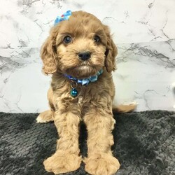 Logan/Cavapoo									Puppy/Male	/7 Weeks,Meet Logan he is a friendly, well socialized, playful,cavapoo puppy. He is vet checked microchipped, updated on his shots and worming. He is ready to meet his new family.