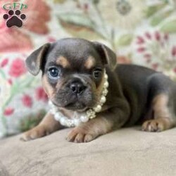 Nala/French Bulldog									Puppy/Female	/7 Weeks,Come and meet Nala! She is the sweetest baby that has eyes that look deep into your soul. So smart and sweet awaiting her new family. 