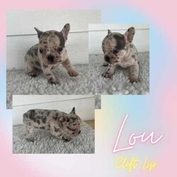 French Bulldog Puppies/French Bulldog/Both/Younger Than Six Months,Wild Flower Frenchies have 7 stunning babies available! 