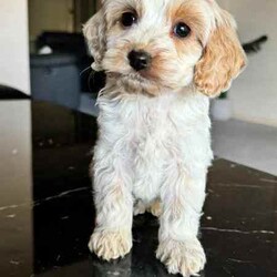 Gorgeous Cockapoo Puppies /Poodle (Toy)/Female/Younger Than Six Months,An exceptional litter of Cockapoo puppies born on the 28/04/24 and are ready for their new homes now.Pups look much larger in photos the whole litter currently weighs less then 1kg a pupPic 1 GirlPic 2 GirlPic 3 GirlPic 4 GirlPic 5 GirlWe encourage you read the full advertisement prior to yourThese pups are very suited to an apartment life style provided they are exercised .This exceptional litter has 6 Females and two males-that-will weigh in at 5kg at adulthoodCockapoos are a x between a toy poodle and a cocker spanielThese puppies have beenVet checkedMicrochippedWormedAnd are available not desexed but we highly encourage you to do soWe can recommend our Vet that works with us for the best rates and safest procedures .Puppies prices are not negotiableAnd serious inquires are urgedLeave your name and number via gumtree and I will get back to you .We are registered with Rpba 2116Similar size to Cavoodle poodle Maltese x shitzu Moodles and cavaliers and spoodle