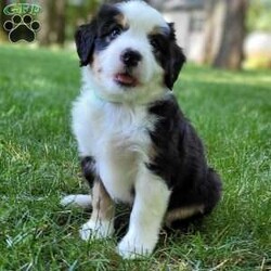 Brody/Mini Bernedoodle									Puppy/Male	/9 Weeks,Hi, I’m Brody! I am a happy-go-lucky little fellow. I love to romp and play, I like playing with children and I have plenty of of kisses for everyone! I am looking for my furever home. Contact my breeder to see if we are a pawfect match!