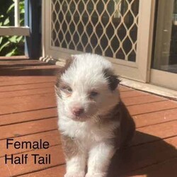 Australian Shephard Puppies - 6 wks /Australian Shepherd Dog/Female/Younger Than Six Months,5 - pure Aussie Shephard puppies available out of 7 for forever homes!Come and meet them!Mother is Red Tri natural bob tail with hazel / green eyes & Father is Red Merle with full tail with blue and green eyes.both parents are loved family pets. They and their pups have been raised with me in my home.DOB 24/05/2024 - currently 6 weeks old and had microchip, vaccination, wormed, flea and tick treated as well as a full health check today 5/7/24 and are ready for their forever homes at 8 weeks - 19/07/2024All happy and healthy mix of boys and girls.Deposit (non refundable) will be required.come with puppy pack to settle them into their new homes 