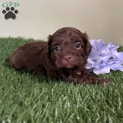 Snickers/Shih-Poo									Puppy/Male	/5 Weeks,Hey there, My name is Snickers! I am a very cute male Shihpoo puppy! I was born on May 31st, 2024. I am such a sweet little boy! I am looking for my new family, could that be with you? If you choose me I will come home to you vet checked with my vaccinations and deworming up to date, and I will also be microchipped. If you think that I would make the perfect little addition to your family, then please call or text to find out more information about me!