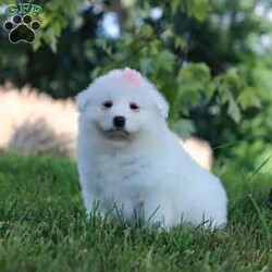 Piper/Samoyed									Puppy/Female	/9 Weeks,Meet Piper, our delightful Samoyed puppy, who is ready to bring unwavering companionship and loyalty to your home. Piper’s fluffy, snowy white coat is soft as a cloud, inviting endless cuddles and all the pets she can get. Her bright, sparkling eyes always seem to be smiling, reflecting her playful and affectionate nature. This little girl is a bundle of joy, brimming with energy and a love for adventures. Her playful spirit is contagious, and she easily entertains you for hours with her puppy antics. Despite her lively demeanor, this pup has a gentle and tender side, always ready for a snuggle session on the couch. Her loving personality and irresistibly soft coat make her the perfect companion, always eager to spend time with her favorite people.