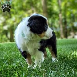 Brody/Mini Bernedoodle									Puppy/Male	/9 Weeks,Hi, I’m Brody! I am a happy-go-lucky little fellow. I love to romp and play, I like playing with children and I have plenty of of kisses for everyone! I am looking for my furever home. Contact my breeder to see if we are a pawfect match!