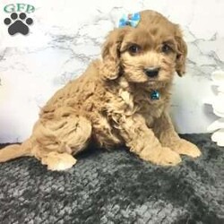 Logan/Cavapoo									Puppy/Male	/7 Weeks,Meet Logan he is a friendly, well socialized, playful,cavapoo puppy. He is vet checked microchipped, updated on his shots and worming. He is ready to meet his new family.