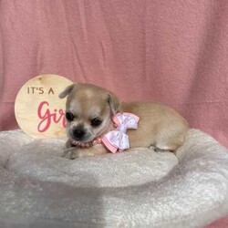 Purebred Chihuahua Pups/Chihuahua (Smooth Coat)/Both/Younger Than Six Months,I have a beautiful litter of chihuahua pupsThey will come vaccinated , microchipped , wormed , vet checked with copyThese little gems are very friendly , playful & loveableThey will come with a puppy packFemales & Males availableCertain pups can come with pedigree papersCall or text for more infoCan freight pups at buyers expensePups will be ready on the 15th of July when they’re 8 weeks of ageNO time wasters !