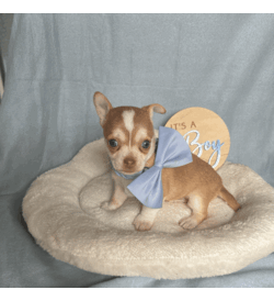 Purebred Chihuahua Pups/Chihuahua (Smooth Coat)/Both/Younger Than Six Months,I have a beautiful litter of chihuahua pupsThey will come vaccinated , microchipped , wormed , vet checked with copyThese little gems are very friendly , playful & loveableThey will come with a puppy packFemales & Males availableCertain pups can come with pedigree papersCall or text for more infoCan freight pups at buyers expensePups will be ready on the 15th of July when they’re 8 weeks of ageNO time wasters !