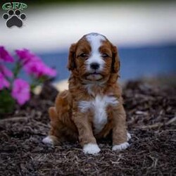 Ruby/Cavapoo									Puppy/Female	/5 Weeks,Charming and adorable Red and White Cavapoo Puppy, and I can’t wait to become a cherished member of your family.