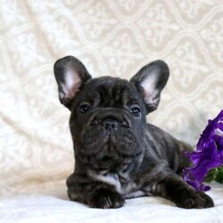 Jackson/French Bulldog									Puppy/Male	/May 16th, 2024,Meet Jackson, a snuggly and easy going French Bulldog puppy! This sweet and playful pup is vet checked and up to date on shots and wormer. Jackson can be registered with the AKC and comes with a health guarantee provided by the breeder. This amazing pup is family raised with children and is well socialized. To find out more about Jackson, please contact Elam & Rebecca today!