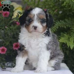 Elsa/Cavapoo									Puppy/Female	/May 15th, 2024,Call, text or email to meet Elsa! We also offer virtual meets via FaceTime or google meet 