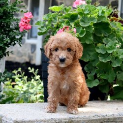 Trixie/Mini Goldendoodle									Puppy/Female	/May 18th, 2024,Say hello to Trixie, a playful F1b Miniature Goldendoodle puppy! She is well-socialized and ready for her forever home. This peppy pooch has been vet checked and is up to date on shots & wormer plus she comes with a 30 day health guarantee provided by the breeder. To learn more about how you can welcome this  loving gal into your heart and home, call the breeder today!