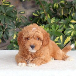 Wayde/Cavapoo									Puppy/Male	/May 15th, 2024,Say hello to Wayde, a giddy and fun Cavapoo puppy! This bouncy pup is vet checked, up to date on shots and wormer, plus comes with a health guarantee provided by the breeder. Wayde is family raised with children and is well socialized. Angel, the mother, is available to meet! To find out more about this perfect pup, please contact Rachel today!