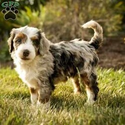 Sadie/Bernedoodle									Puppy/Female	/6 Weeks,Greetings from Homestead Companions! Hi, I am Sadie, a tricolored blue merle Bernedoodle female. 