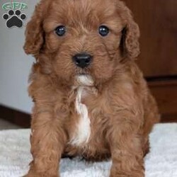 Ginger/Cavapoo									Puppy/Female	/5 Weeks,Hello everyone! Meet our precious little girl, Ginger. She is a beautiful Cavapoo puppy with a beautiful coat of soft, wavy hair! Her mom is a beautiful mini poodle and dad is a cavalier. Ginger will be between 10 and 15lbs fully grown.  She has a very sweet temperament and is very sweet and loving. She is sure to melt your heart with all her cuteness! She will be available to her new home on July 30th. Ginger is a very happy and healthy little gal!